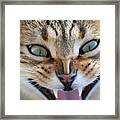 Egyptian Mau Cat Yawning Framed Print