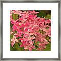 Egyptian Starcluster Blossom In A Kauai Garden Framed Print