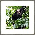 Elder Chimp, Congo Framed Print