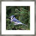 Elegant Jay Framed Print