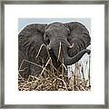Elephant Along The Okavango River Framed Print