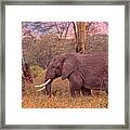 Elephant And Grass Framed Print