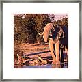 Elephant At Watering Hole Framed Print
