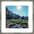 Elephant By The Jungle River Framed Print