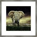 Elephant Framed Print