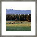 Elk At Yellowstone Framed Print