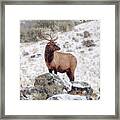 Elk In Snowstorm Framed Print