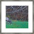 Elk On The Edge Of Autumn Framed Print