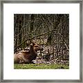 Elk Relaxing Framed Print