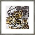 Elusive Framed Print