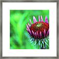 Emerging Bloom Framed Print