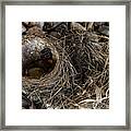 Empty Nest - Wildlife Photography 2 Framed Print