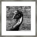 Emu Portrait Framed Print