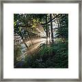 Enchanting Sunlight In The Forest 1 Framed Print