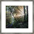Enchanting Sunlight In The Forest 2 Framed Print