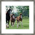 Equine Pastures Framed Print