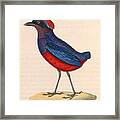 Erythropitta Granatina Framed Print