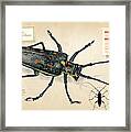 Escarabajo Longicornio De China Framed Print