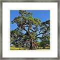 Escarpment Oak Quercus Fusiformis Hill Country Texas Framed Print