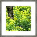 Euphorbia Framed Print