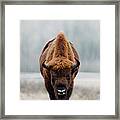 European Bison Bull Framed Print