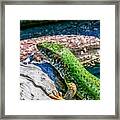 European Green Lizard Framed Print
