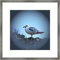 European Herring Gull Framed Print