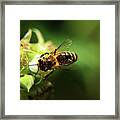 European Honey Bee, Apis Mellifera, Pollinating Bloom Of Raspberry In Springtime. Also We Can See A Limpid Wings Framed Print