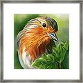 European Robin With Ivy Leaves Framed Print