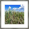 Everglades Sawgrass Framed Print