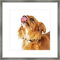 Excited Hungry Small Dog Closeup Framed Print