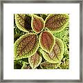 Exquisite Patterns Of Nature Framed Print