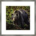 Eye Contact With Grizzly Bear Framed Print