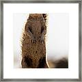 Eye To Eye Framed Print