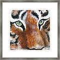 Eyes Of The Tiger Framed Print