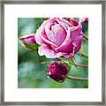 Faded Pink Rose Flower Rosaceae With Buds Framed Print