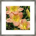 Fairy Tale Pink Daylily Framed Print