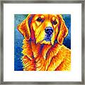 Faithful Friend - Colorful Golden Retriever Dog Framed Print
