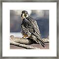 Falcon In Winter-2 Framed Print