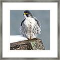 Falcon In Winter-4 Framed Print