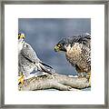 Falcons In Winter Framed Print