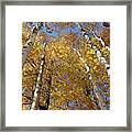 Fall Birch Perspective Framed Print