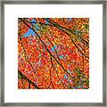 Fall Canopy Framed Print