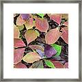 Fall Colors Giant Forest Framed Print