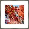 Fall Colors In Acadia Framed Print