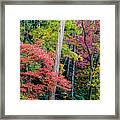 Fall Colors Framed Print