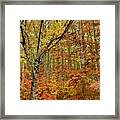 Fall Forest Framed Print