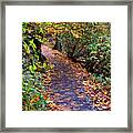 Fall Forest Path Framed Print