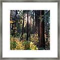 Fall Forest Framed Print