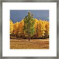 Fall Green And Gold Framed Print
